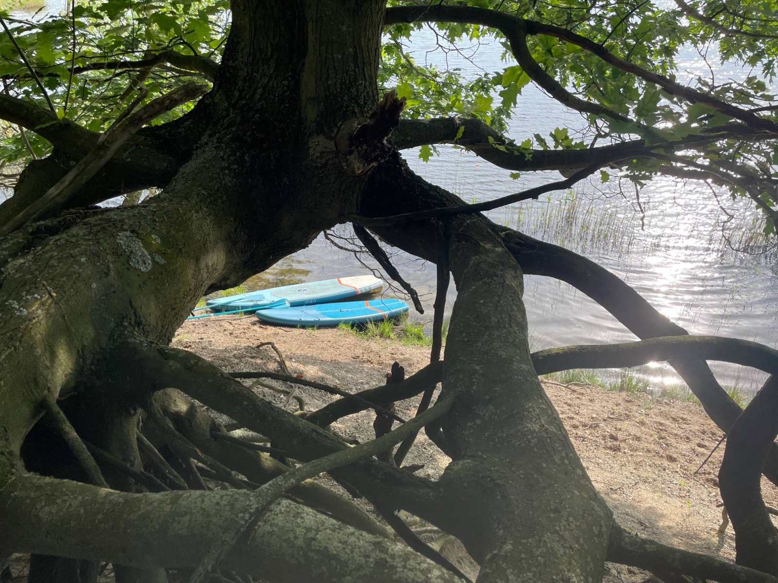 SUP-Boards am Seeufer unter einem Baum